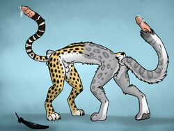 1boy aggrobadger animal_genitalia anthro balls bodily_fluids cheetah claws conjoined digital_media_(artwork) digitigrade duo feathers felid feline fur genital_fluids genitals grey_body grey_fur kauko_(andrewneo) king_cheetah male male_focus male_only mammal merging multi_balls multi_genitalia multi_penis multi_tail multicolored_body multicolored_fur nikoli pantherine pawpads penis penis_tail precum sheath snow_leopard solo spots spotted_body spotted_fur tail tail_genitals tail_penis tetraphallia toe_claws transformation two_tone_body two_tone_fur unusual_anatomy unusual_genitalia_placement unusual_penis_placement unusual_tail white_body white_fur yellow_body yellow_fur