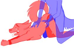 blue_fur commission cum cum_in_pussy cum_inside cumshot dog_girl doggy_style female furry knotted knotted_penis knotting penis red_fur red_hair see-through ych_(character)