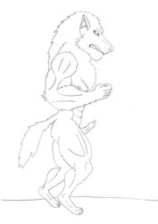 2013 anthro canine human male maxime-jeanne muscles transformation wolf