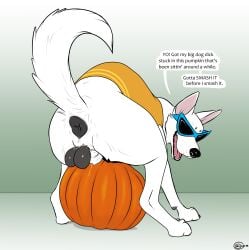 absurd_res animal_genitalia anus balls black_anus black_balls blake_(consensualcanine) butt canid canine canis clothed clothed_feral clothed_male clothing colored consensualcanine digital_media_(artwork) domestic_dog english_text eyewear feral food food_fetish food_penetration food_play fruit fur genitals german_shepherd glasses herding_dog hi_res improvised_sex_toy male male_feral mammal open_mouth pastoral_dog paws plant pointy_ears prick_ears puffy_anus pumpkin quadruped raised_tail rear_view sheath solo speech_bubble stuck_penis sunglasses tail talking_to_viewer text wearing_glasses whiskers white_body white_fur
