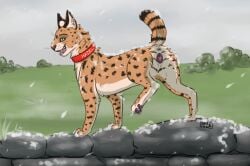 anus brick collar felid feline female feral fur genitals grass green_eyes hazel_(fufila321) hi_res mammal no_humans orange_body orange_fur pawpads paws plant pussy serval shimuk simple_background snow solo tan_body tan_fur wall