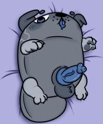 1boy animal_genitalia bed blue_eyes blue_penis blue_tongue blush blush_lines blushing canine dandy's_world feral feral_only freckles grey_body grey_fur knot laying_down looking_at_viewer male on_back on_bed paws pebble_(dandy's_world) roblox rock
