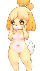 animal_crossing anthro areola blush breasts bunnag canid canine canis domestic_dog female female_only fur furry furry_only genitals hand_on_face hi_res isabelle_(animal_crossing) looking_at_viewer mammal naked navel nintendo nipples nude pussy shih_tzu simple_background solo solo_female tail thick_thighs toy_dog video_games white_background yellow_body yellow_fur