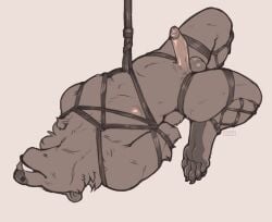 2025 5_toes anthro arms_tied arms_tied_behind_back balls bear bondage bondage bound claws digital_media_(artwork) erection feet frogtied fur genitals head_back legs_tied male mammal neck_tuft nipples paws penis plantigrade restraints rope rope_bondage rope_harness seraphictiger simple_background solo suspension suspension_bondage teeth_showing toe_claws toes tuft watermark white_background