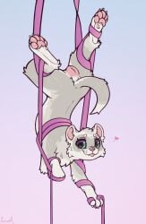 2026 5_toes acrobat acrobatics aerial_silk anatomically_correct anatomically_correct_genitalia anatomically_correct_vulva animal_genitalia animal_vulva anus arched_back arm_support arm_tuft ass balancing barely_visible_pawpads bent_back big_eyes blep blue_background brown_nose cheek_tuft claws countershade_torso countershading curved_tail cute_fangs dancing deeply_arched_back digital_drawing_(artwork) digital_media_(artwork) digitigrade dipstick_tail domestic_ferret ear_tuft elbow_tuft european_polecat eyebrows eyebrows_(marking) facial_markings facial_tuft fangs feet female female_feral feral finger_claws flexible fluffy forward_arm_support full-length_portrait fur genitals gradient_background green_eyes grey_body grey_fur grey_markings guard_hair head_back head_markings heart_symbol hi_res hindpaw hybrid in_heat leg_tuft legs_above_head looking_at_viewer looking_back looking_back_at_viewer mammal markings mask_(marking) mottled mottled_nose mustelid mustelid_genitalia mustelid_vulva musteline neck_tuft pawpads paws perineum pink_anus pink_background pink_inner_ear pink_nose pink_pawpads pink_tongue pink_vulva portrait raised_tail rear_view scorpion_(position) signature silks simple_background smile smiling_at_viewer solo spread_legs spreading sunny_silver suspension tail tail_anus tail_markings teeth three-quarter_view toe_claws toes tongue tongue_out toony true_musteline tuft two_tone_nose underpaw upside-down vulva weasel whisker_spots white_body white_claws white_ears white_eyebrows white_feet white_fur white_hands white_paws wrapped_up yurusa