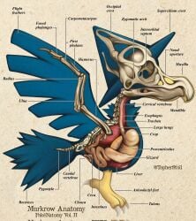 2022 4_toes ambiguous_gender animal_genitalia anisodactyl beak beak_closed biological_illustration blue_body blue_feathers bone christopher_stoll claws cloaca copyright_name digital_drawing_(artwork) digital_media_(artwork) english_text esophagus feathered_wings feathers feet feral full-length_portrait generation_2_pokemon genitals guts hi_res intestines liver lung mouth_closed murkrow nintendo organs paper_background pokemon pokemon_(species) pokenatomy portrait realistic_wings round_cloaca side_view simple_background skeleton solo species_name spread_wings tan_background technical_illustration text toes white_claws wings yellow_body
