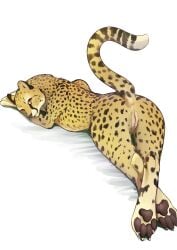 absurd_res anus ass cheetah felid feline female feral feral_only fur genitals hi_res looking_at_viewer mammal momou nude paws presenting pussy simple_background smile solo spots white_background