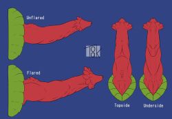 1boy animal_genitalia animal_penis artist_logo artist_name becoming_erect cloaca cloacal_penis disembodied_penis dragon erection feral flared_penis genital_growth genitals growth hi_res hybrid_penis knot male male_only model_sheet nubbed_penis partial_male penis penis_chart penis_focus penis_growth penis_only red_penis ridged_penis simple_background solo toak tropical_dragon tyrmendrang verieknoodlederg