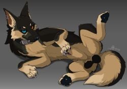 animal_genitalia animal_penis balls beau_(williamca) black_balls black_body black_fur brown_body brown_fur canid canine canine_genitalia canine_penis collar ear_piercing eye_scar facial_scar feral fur genital_piercing genitals heterochromia lying male mammal pawpads paws penis penis_piercing piercing scar sheath solo wolfonia