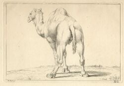 18th_century ancient_art ass backsack balls bernard_picart camel camelid digitigrade dromedary fatty_humps feral flaccid genitals halter hatching_(art) hi_res male male_feral mammal monochrome neck_tuft penis public_domain quadruped rear_view shaded signature simple_background solo standing tail tail_tuft traditional_media_(artwork) tuft