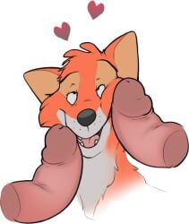 anthro anthro_focus black_nose canid canine countershade_face countershade_fur countershade_neck countershading digital_drawing_(artwork) digital_media_(artwork) disembodied_penis disney fangs fox fur genitals glans group heart_symbol hearts_around_head hewge humanoid_genitalia humanoid_penis looking_up male male/male male_anthro mammal monotone_background multicolored_body multicolored_fur narrowed_eyes open_mouth open_smile orange_body orange_fur penis penis_on_face pink_glans pink_penis pink_tongue red_fox retracting_foreskin robin_hood robin_hood_(disney) simple_background smile solo_focus teeth tongue trio true_fox whisker_spots white_background white_body white_countershading white_fur