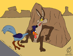 2009 anthro barefoot bird brown_fur canine coyote day erection fellatio feral fur furry_ears interspecies long_ears looney_tunes male male_only mammal multiple_males nude oral outdoors penis road_runner_(looney_tunes) roadrunner soft_feathers tan_fur wile_e._coyote