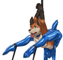 absurd_res animal_genitalia animal_penis anthro bodily_fluids bondage canid canine canine_penis contortionism cxcxxcxxxx erection flexible fox fur genitals green_eyes hi_res knot latex_pants male mammal nipples orange_body orange_fur pecs penis rope solo sweat