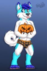 2022 anthro balls_outline biped black_clothing black_nose black_underwear blep blue_background blue_body blue_ears blue_eyes blue_fur blue_hair boxer_briefs bulge canid canine canis chest_tuft claws clothing detailed_bulge domestic_dog food fruit fur gaokun genital_outline hair halloween heterochromia hi_res holidays husky male mammal multicolored_ears multitoned_fur nordic_sled_dog pawpads pink_pawpads plant pumpkin simple_background solo spitz toe_claws tongue tongue_out tuft two_tone_ears underwear watermark white_body white_fur