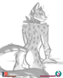 anthro anus ass balls domestic_cat felid feline felis genitals hi_res male mammal nicnak044 nude perineum sketch solo