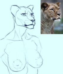 anthro areola big_areola breasts felid female lion mammal muscular muscular_female nipples pantherine reference_image sketch solo xenoyparxi