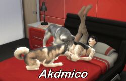 1girls 2boys 3d 3d_(artwork) akdmico animated bestiality black_hair cunnilingus devious_desires deviousdesires dog female lingerie sex the_sims the_sims_4 zoophilia