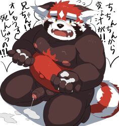 2022 ailurid anthro balls belly black_nose blush bodily_fluids brown_body cum cum_on_ground cum_on_hand genital_fluids genitals hi_res humanoid_genitalia humanoid_hands humanoid_penis japanese_text kemono lifewonders male mammal moobs navel nipples overweight overweight_male penis ptcmtr red_body red_panda solo tears text tokyo_afterschool_summoners video_games young zhurong_(tokyo_afterschool_summoners)