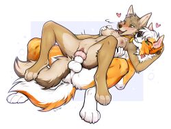 <3 1boy 1girls 2022 4_toes 5_fingers absurd_res anthro anthro_on_anthro anthro_penetrated anthro_penetrating anthro_penetrating_anthro anus australian_shepherd australian_shepherd_(applejacksville) balls blush breasts canid canine canis coyote digital_media_(artwork) domestic_dog duo f-r95 feet female female_penetrated fingers fur furry furry_only genitals heart herding_dog hi_res knot male male/female male_penetrating male_penetrating_female mammal naked nude open_mouth pastoral_dog penetration penis pussy sex sheepdog smile tail teeth toes tongue vaginal_penetration white_body white_fur