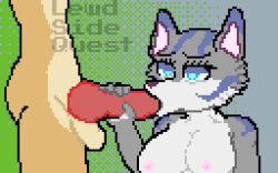 anthro big_breasts breasts canid canine canis digital_media_(artwork) duo eaton fellatio female knot lena_(lewdsidequest) lewdsidequest looking_pleasured male male/female mammal oral penile pixel_art sex wolf