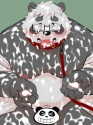 2022 anthro artist_request belly black_body blush bodily_fluids censored collar cum cum_everywhere cum_on_belly cum_on_chest cum_on_face cum_on_hand cum_on_leg cum_on_tongue genital_fluids giant_panda hi_res humanoid_hands kemono leash male mammal messy moobs nipples overweight overweight_male sasayama_akira sessa solo solo_male tongue ursid virtual_youtuber white_body