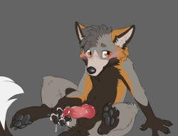 animal_genitalia anthro balls bashful benji_(artist) blush blush_lines bodily_fluids canid canine cum fox fur furry_ears genital_fluids genitals hi_res knot male mammal masturbation pawpads sheath solo toe_pads