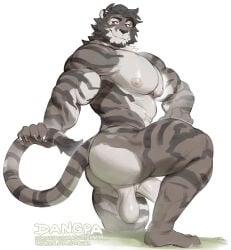 2026 abs anthro balls barazoku biceps claws dangpa deltoids facial_hair felid finger_claws fur genitals goatee grey_body grey_fur grey_hair hair hi_res looking_back male mammal muscular muscular_anthro muscular_male nipples nude orion_(aluminemsiren) pantherine pecs penis presenting_butt sideburns simple_background solo striped_body striped_fur stripes text tiger url white_background