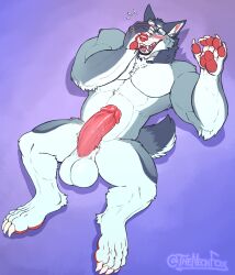 anthro balls big_balls big_penis blush canid canine canis embarrassed erection flit genitals hi_res humanoid_genitalia humanoid_penis lying male mammal muscular muscular_anthro muscular_male nude pawpads pecs penis solo wolf