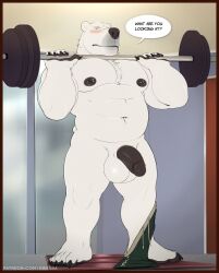 anthro balls black_penis blush erection exercise fur genitals hi_res humanoid_genitalia humanoid_penis k0suna male male_only mammal nipple_piercing nipples niveus penis piercing polar_bear solo ursid ursine weightlifting white_balls white_body white_fur workout