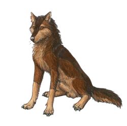 2016 amber_eyes anatomically_correct animal_genitalia balls brown_body brown_fur canid canine canis claws feral fully_sheathed fur genitals karn_(karn_the_wolf) looking_away male mammal quadruped sheath simple_background sitting solo thespoonylynx traditional_media_(artwork) white_background wolf