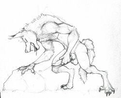 animal_genitalia animal_penis anthro balls bodily_fluids canid canine canine_penis cum cumshot ejaculation fellowwolf genital_fluids genitals male male_focus male_only mammal masturbation penis sketch solo were werecanid werecanine werewolf