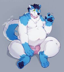 3_toes 4_fingers anthro asnnonaka belly big_belly biped black_eyebrows black_hair black_nose black_pawpads blue_body blue_ears blue_fur blue_markings blue_tail bulge canid canine cheek_tuft chest_tuft claws clothed clothing collar digitigrade elbow_tufts erection erection_under_clothing eyebrows facial_markings facial_tuft feet fingers fur fur_markings glistening glistening_eyes gloves_(marking) green_eyes grey_background hair head_markings hi_res inner_ear_fluff leg_markings male male_only mammal markings moobs motion_lines obese overweight overweight_anthro overweight_male pawpads pink_clothing pink_collar pink_underwear shadow short_hair shoulder_tuft simple_background sitting smile socks_(marking) solo tail_motion tailwag toes tuft underwear white_belly white_body white_claws white_fur white_inner_ear_fluff white_tail