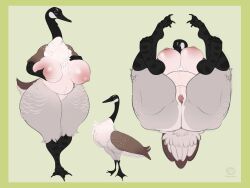 2021 anatid anseriform anserinae anthro avian beak big_breasts bird black_body black_feathers breasts brown_body brown_feathers canada_goose eliotak feathers female goose grey_body grey_feathers hi_res legs_up looking_at_viewer mature_female multicolored_body multicolored_feathers nipples pussy simple_background thick_thighs