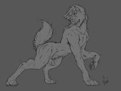 4:3 animal_genitalia canid canine canis claws crouching digitigrade fangs feral fur fur_growth genitals growth happy looking_back male mammal monochrome no_humans pawpads paws red_rocket semi-anthro sheath smile solo sparks_99 tail_growth transformation willing_transformation wolf