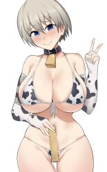 1girls big_breasts bikini blue_eyes blush breasts cow_bikini cow_print eqeart eye_contact female female_focus female_only grey_hair huge_breasts looking_at_viewer peace_sign ruler short_hair solo thick_thighs uzaki-chan_wa_asobitai! uzaki_hana wide_hips