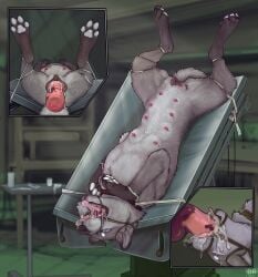 2025 animal_genitalia animal_pussy animal_vulva blood bodily_fluids bondage bound canid canine canine_genitalia canine_pussy canine_vulva canis close-up collar cum cum_in_mouth cum_in_vagina cum_inside disembodied_penis drooling fellatio female feral firefangdragon furniture gag gagged genital_fluids genital_piercing genitals hi_res legs_up lying male mammal multi_nipple nipple_piercing nipples on_back on_table oral oral_penetration pawpads penetration penile penis piercing ring_gag saliva sex solo submissive submissive_female submissive_feral table teats vaginal_penetration vulva vulva_piercing wolf