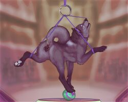 2025 anal anal_hook anal_sex anatomically_correct anatomically_correct_genitalia anatomically_correct_pussy animal_genitalia animal_pussy animal_vulva anus balancing balancing_on_ball bodily_fluids bondage bound canid canine canine_genitalia canine_pussy canine_vulva canis circus claws curled_tail facial_piercing female feral firefangdragon fur genital_piercing genitals grey_body grey_fur hi_res mammal nose_piercing nose_ring nose_ring_pull pawpads penetration piercing piercing_pull pose pussy pussy_piercing raised_head raised_tail rear_view ring_piercing solo submissive submissive_female submissive_feral suspension tail tears toe_claws vulva vulva_piercing wolf