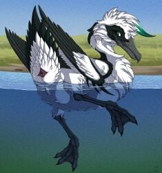 2025 ambiguous_gender anatid animal_genitalia anseriform ass avian bird black_body black_feathers cloaca duck feathered_diva feathers feral floating genitals hi_res multicolored_body multicolored_feathers partially_submerged solo two_tone_body two_tone_feathers water white_body white_feathers