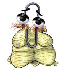 Belly Rule 34 Image
