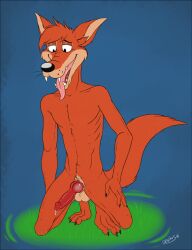 1boy 2016 anthro balls ballsack body_fur br'er_fox claws crouching dirtypaws disney erection fluffy_tail foreskin foreskin_folds fox foxmusk furry hybrid_penis intact knotted_humanoid_penis male male_only orange_fur penis retracted_foreskin ribs scrotum sharp_teeth sheath sheathed_humanoid_penis smooth_penis solo song_of_the_south tail testicles tongue tongue_out uncut whiskers