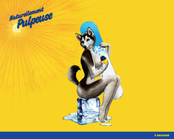 anthro blue_eyes breast canine commercial female husky nude orangina solo tagme