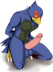 anthro blue_eyes color erection falco_lombardi kneeling male male_only nintendo nude open_eyes penis pheasant simple_background solo star_fox testicles togepi1125 white_background