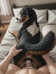 ai_generated anatomically_correct anatomically_correct_genitalia animal_genitalia animal_pussy anus ass bed bedroom bernese_mountain_dog bodily_fluids breath brown_eyes butt_grab canid canine canine_pussy canis cum cum_in_pussy cum_inside cum_on_penis curtains depth_of_field detailed detailed_fur domestic_dog duo female feral feral_penetrated first_person_view fluffy fluffy_tail from_behind_position fur furniture genital_fluids genitals hand_on_butt hi_res human human_on_feral human_penetrating human_penetrating_feral human_pov interspecies looking_aside male male/female mammal molosser mountain_dog multicolored_body multicolored_fur on_bed panting penetration penis pillow polar_(director) pussy sex swiss_mountain_dog tail_aside tongue tongue_out vaginal_penetration vaginal_penetration zoophilia