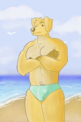 1boy beach big_balls big_pecs big_penis bulge bulge_through_clothing canine furry golden_fur golden_retriever hibiscusthebear highres male male_only mostly_nude nervous penis