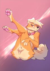 2022 absurd_res anthro ass balls black_nose canid canine canis collar collar_only domestic_dog floppy_ears fur fur_tuft genitals hi_res hip_tuft legs_up male mammal nude orange_body orange_fur original_character pawpads perineum pink_collar pink_eyes pink_pawpads solo tuft vincher