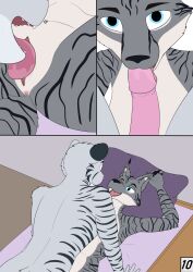 anthro comic cunnilingus duo erection felid feline fellatio female genitals hi_res licking luka_(weaselclaw) lynx male male/female mammal oral pantherine penile penis penis_lick pussy sex tiger tongue vaginal_penetration weaselclaw