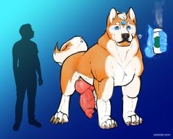 akita animal_genitalia animal_penis balls canid canine canine_genitalia canine_penis canis claws domestic_dog ear_piercing feral fur gay gem genitals hi_res human knot magic magic_user male male_only mammal narram pawpads penis piercing solo spitz tail vein veiny_knot veiny_penis