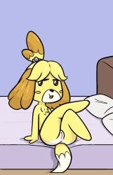 animal_crossing anthro anus ass bed blush body_blush canid canine canis chest_tuft crossed_legs domestic_dog female fur furniture furry furry_only genitals happy_harvey hi_res isabelle_(animal_crossing) mammal naked nintendo nude open_mouth pillow presenting presenting_hindquarters presenting_pussy pussy pussy_blush raised_leg sitting solo tail tuft video_games yellow_body yellow_fur