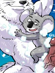 anthro arctic_wolf big_penis buster_moon canid canine canis duo erection flat_colors fur genitals grey_body grey_fur hi_res humanoid_genitalia humanoid_penis illumination_entertainment jimmy_crystal koala looking_at_genitalia looking_at_penis male male/male male_only mammal marsupial nude penis shirako sing_(movie) sing_2_(movie) soap_bubbles vein veiny_penis vombatiform whiskers white_body white_fur wolf