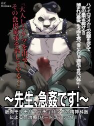 3:4 41raco anthro beastars canid canine canis censored clothing genitals giant_panda gouhin hat headgear headwear hi_res japanese_text kirupi legoshi_(beastars) male male/male male_only mammal mosaic_censorship penis shirako tail_pull text translation_request ursid wolf